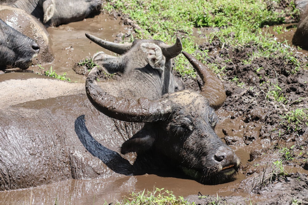 a herd of water buffalo standing in a muddy field