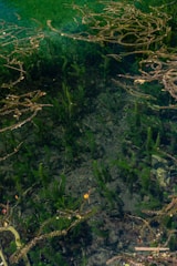 High-resolution sonar device scanning a lakebed, displaying detailed underwater vegetation patterns.