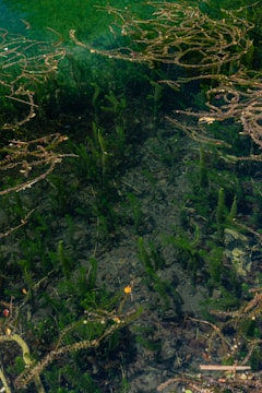 High-resolution sonar device scanning a lakebed, displaying detailed underwater vegetation patterns.
