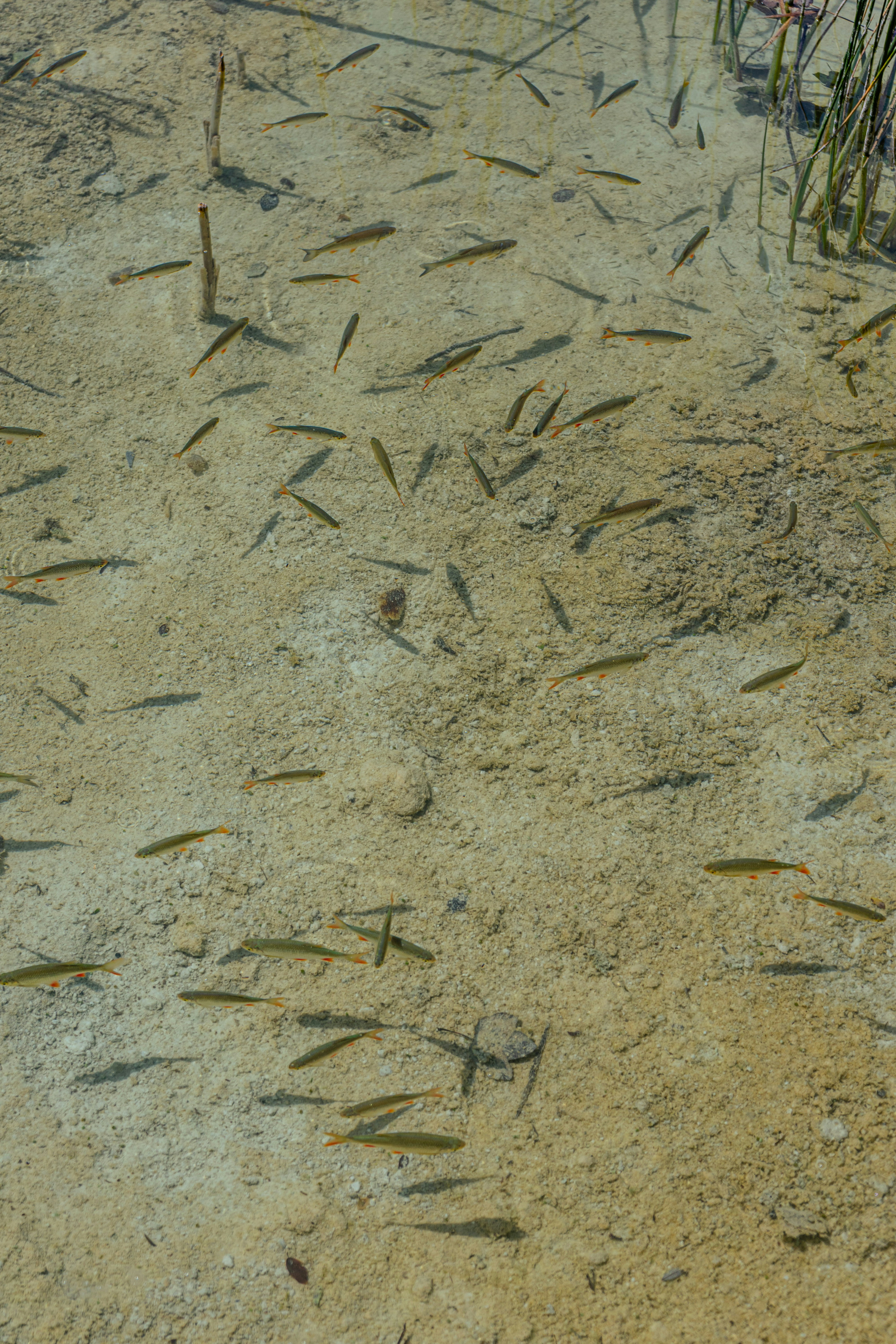 a bunch of small fish swimming in a pond