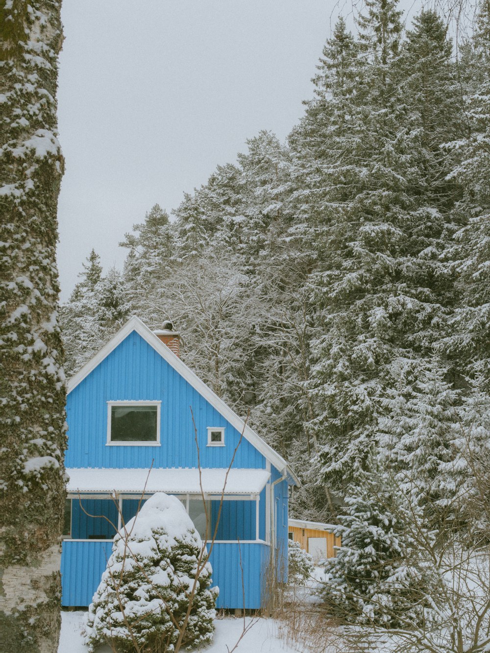 uma casa azul cercada por árvores cobertas de neve
