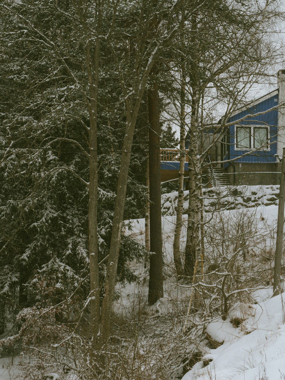 땅에 눈이 내리는 숲속의 집