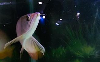 A close-up view of a fish swimming in an aquarium with green aquatic plants visible in the background. The water in the tank appears clear, with the fish showing a pale, luminescent body and long fins. The reflection of lights can be seen in the water, creating small highlights around the fish.