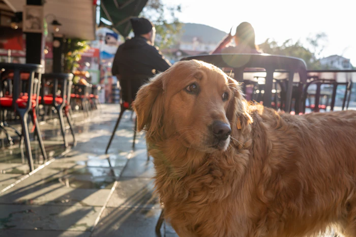 Pet Friendly Cafes
