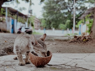 A small kitten with a striped coat is drinking from a half coconut shell placed on a cracked pavement. The background shows a blurred street scene with some trees, houses, and a motorbike, creating an outdoor and somewhat rustic atmosphere.