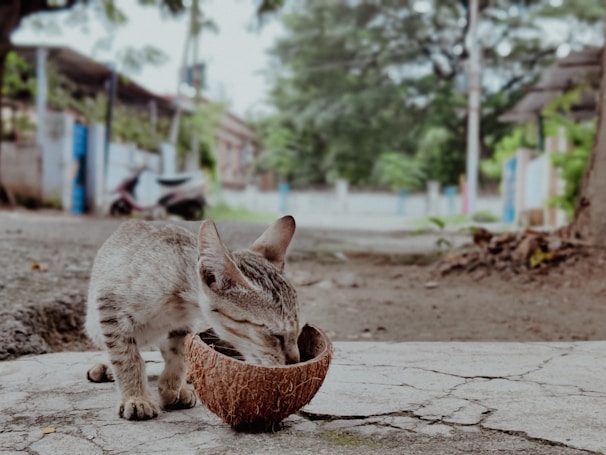 A small kitten with a striped coat is drinking from a half coconut shell placed on a cracked pavement. The background shows a blurred street scene with some trees, houses, and a motorbike, creating an outdoor and somewhat rustic atmosphere.