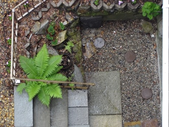 Explorando el Fascinante Mundo de los Helechos: Reproducción y Jardines