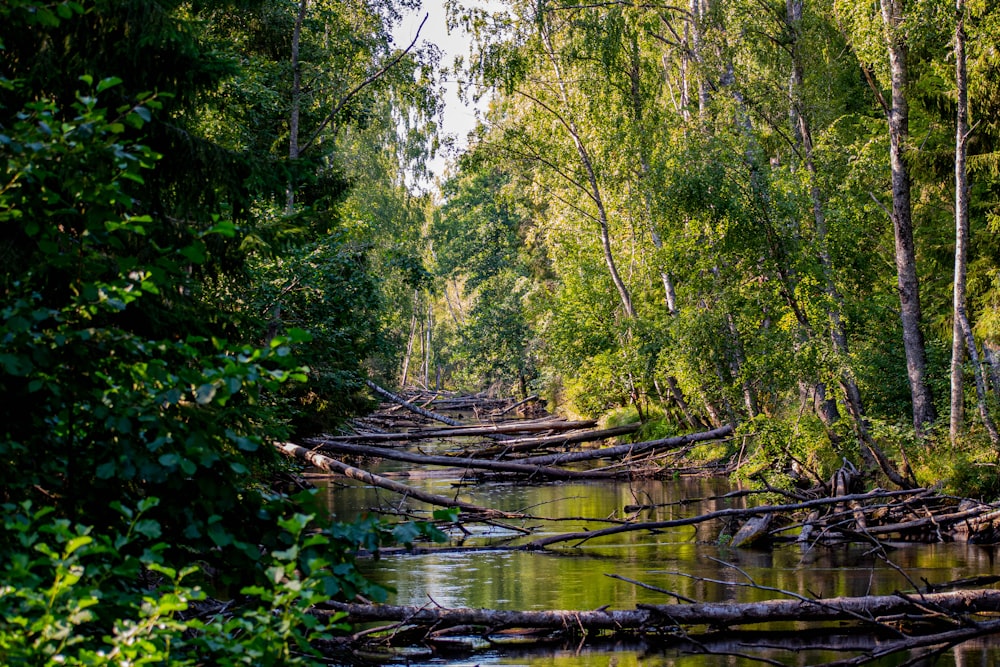 a river running through a forest filled with lots of trees