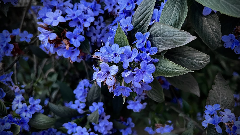 a bunch of blue flowers with green leaves