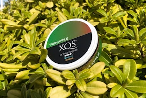 A container labeled 'Twin Apple XQS Nicotine Pouches' is resting among bright green foliage. The sunlight highlights the fresh leaves surrounding the white and black container with red and green accents.