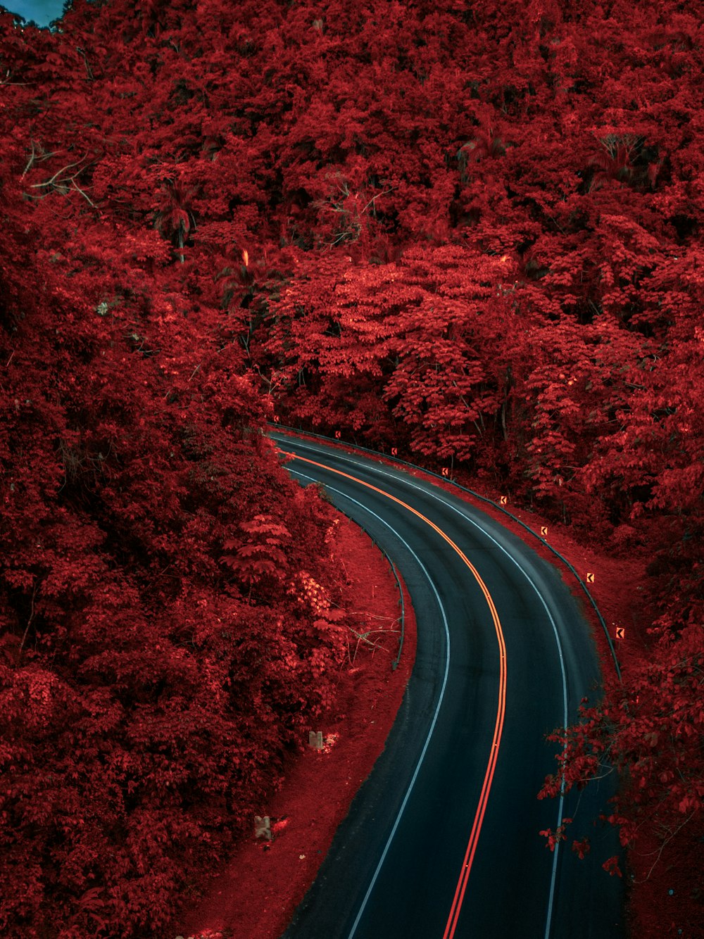 a road in the middle of a red forest
