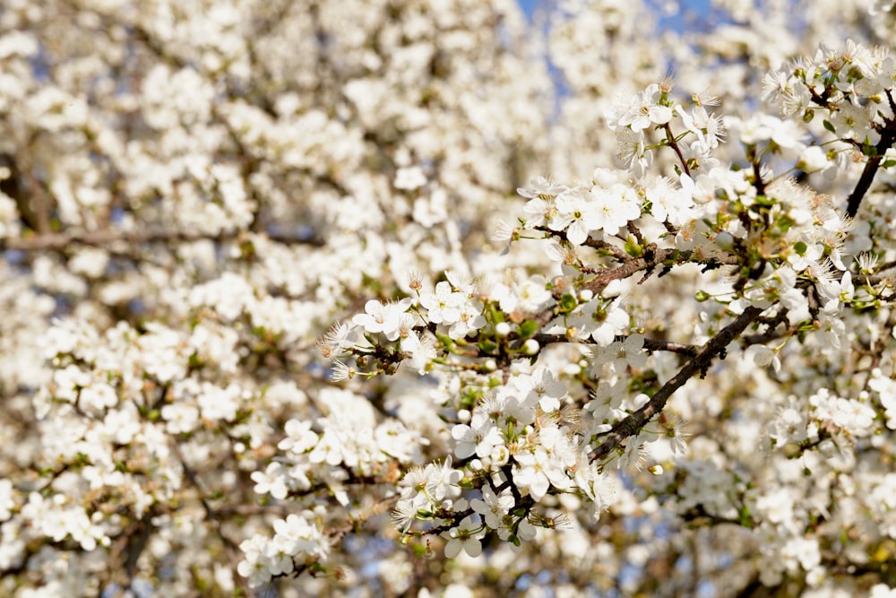 a close up of a tree with white flowers