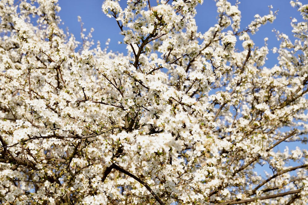 a tree with white flowers and a blue sky in the background