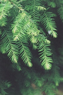 A close-up of fresh Nordmann fir branches with soft needles and a natural green color.