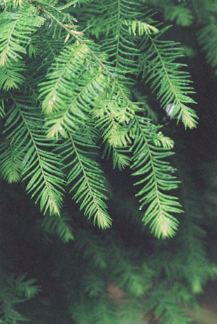 A close-up of fresh Nordmann fir branches with soft needles and a natural green color.