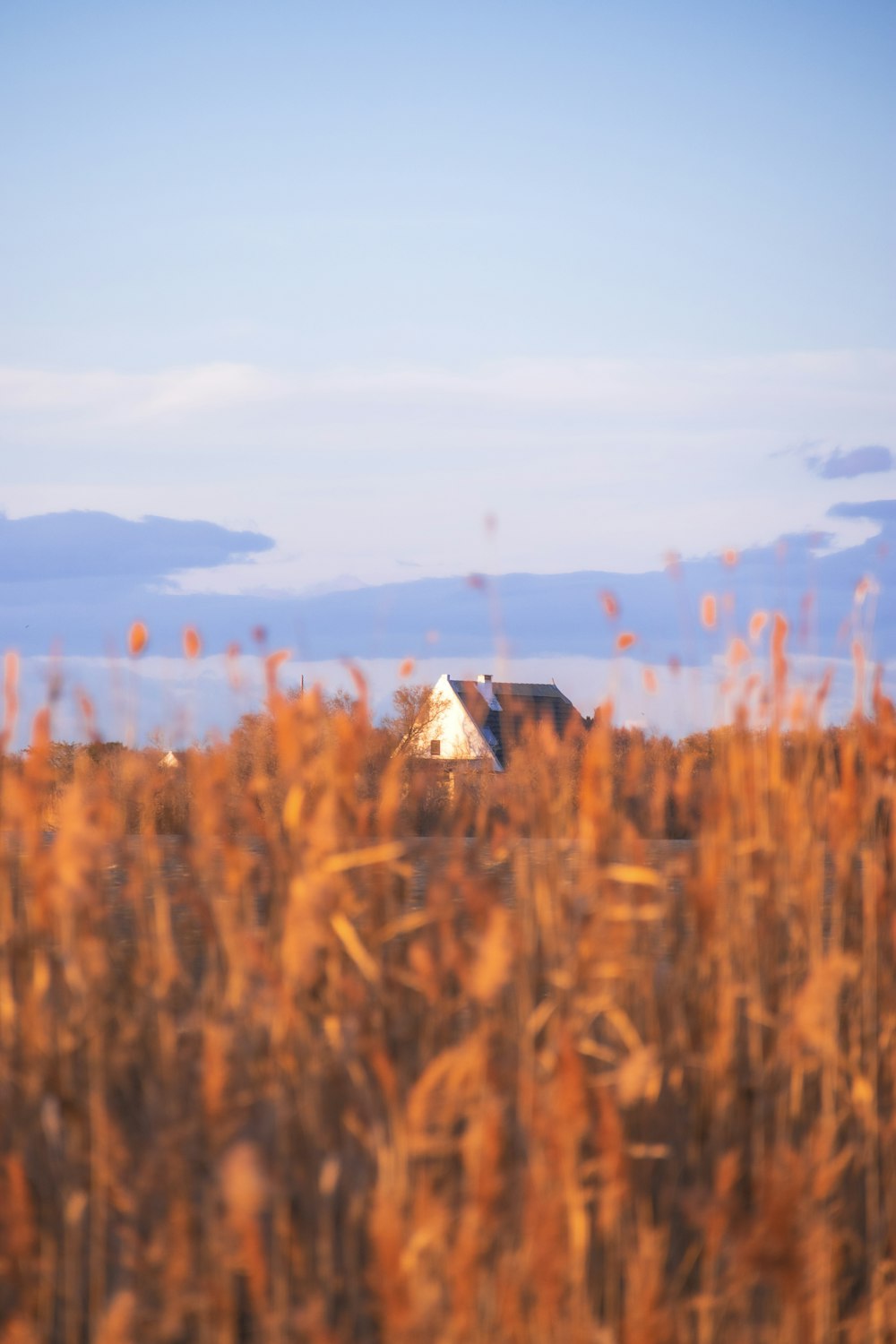 a house in the middle of a field of tall grass