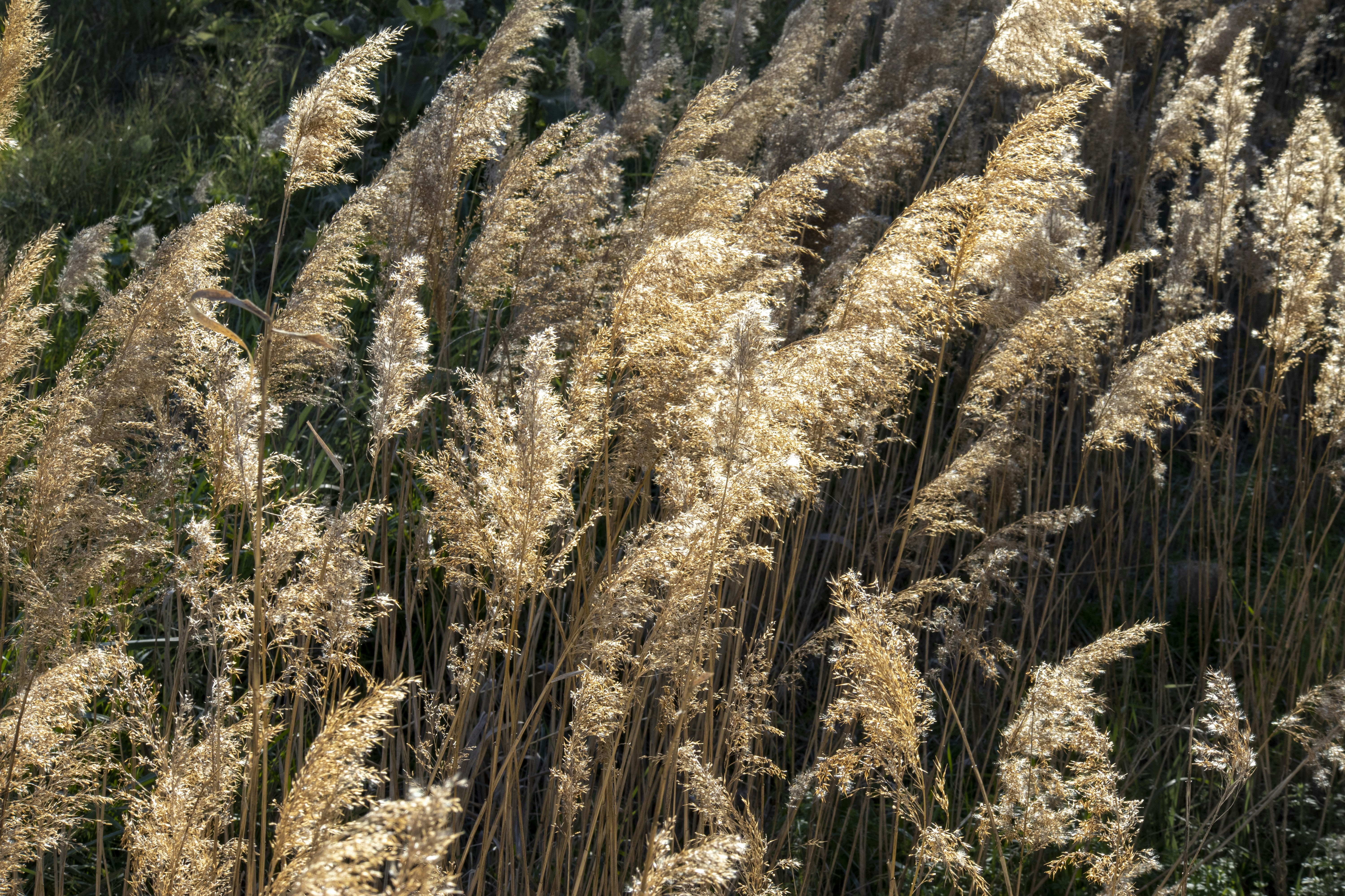 a bunch of tall dry grass in a field