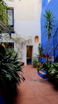A quaint courtyard features terracotta floor tiles with an abundance of lush green plants lining the pathway. A vibrant blue wall houses a small alcove with a decorative figure, and stair steps adorned with potted plants. The surrounding walls are painted in white with hints of greenery trailing down from above.