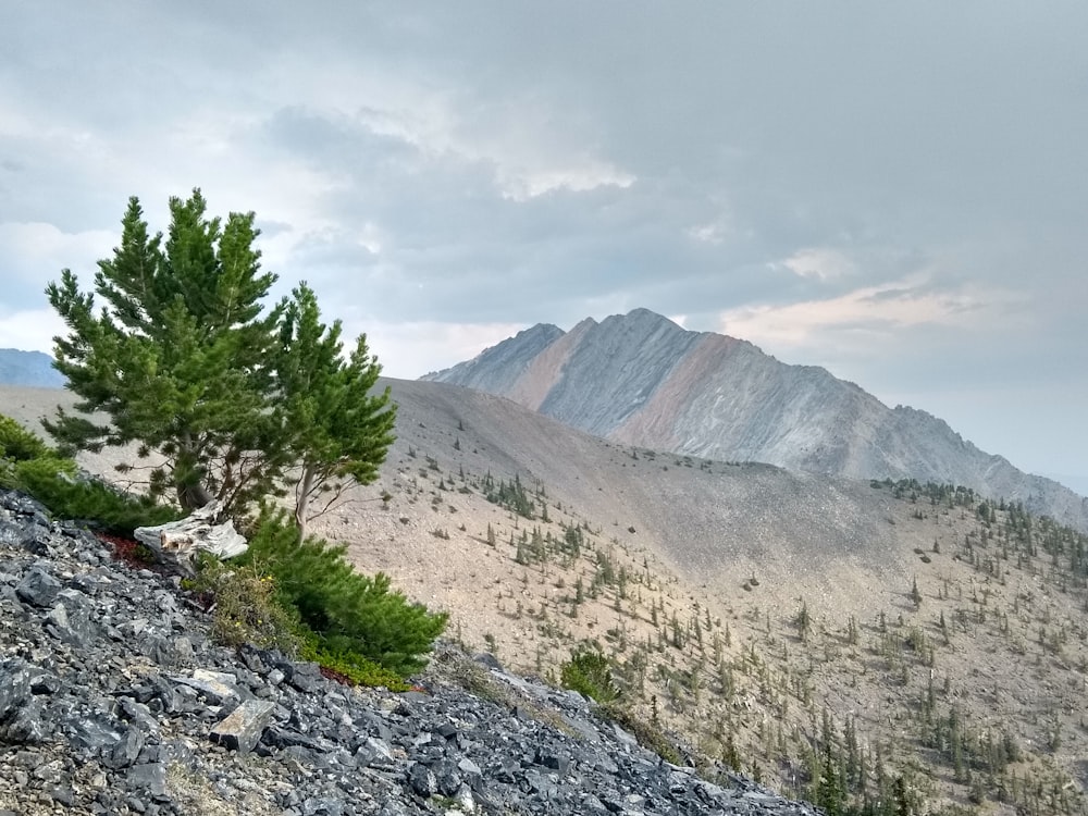 a lone tree on the side of a mountain