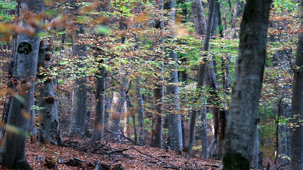 a forest filled with lots of trees covered in leaves