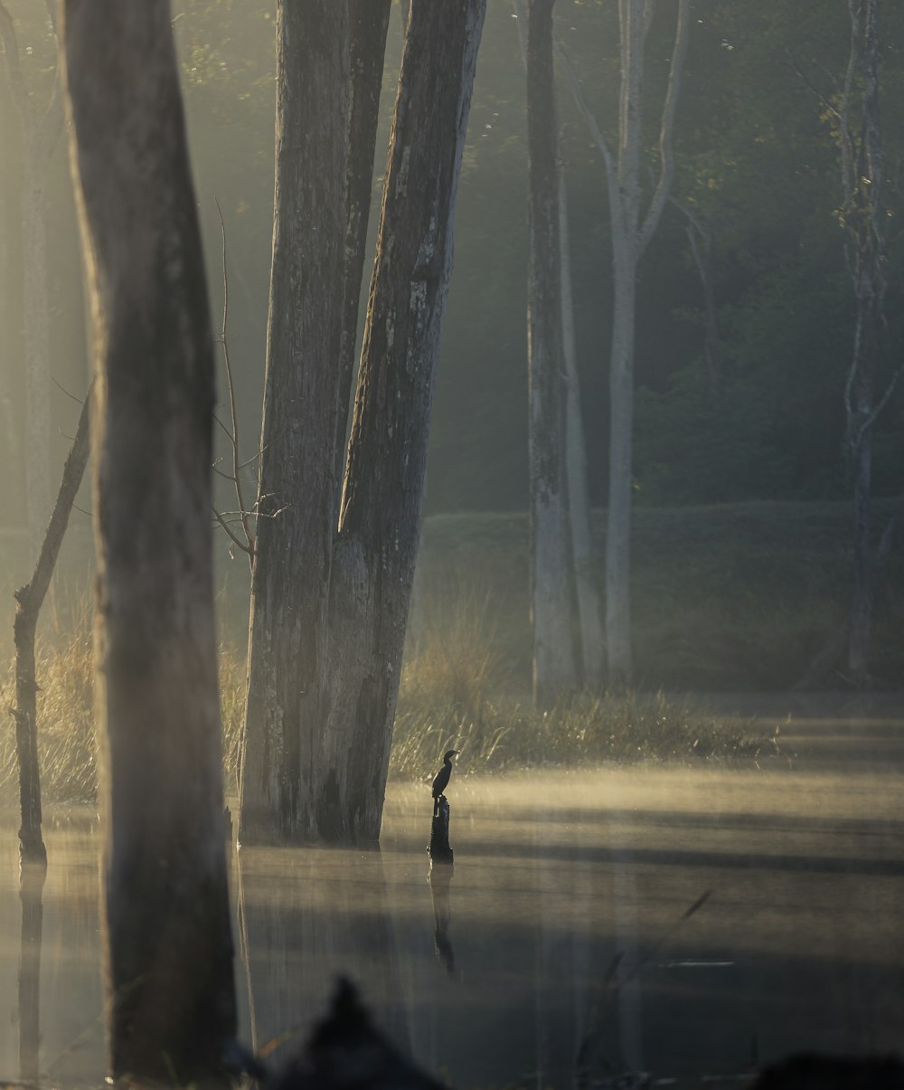 Una persona in piedi nel mezzo di un lago circondato da alberi