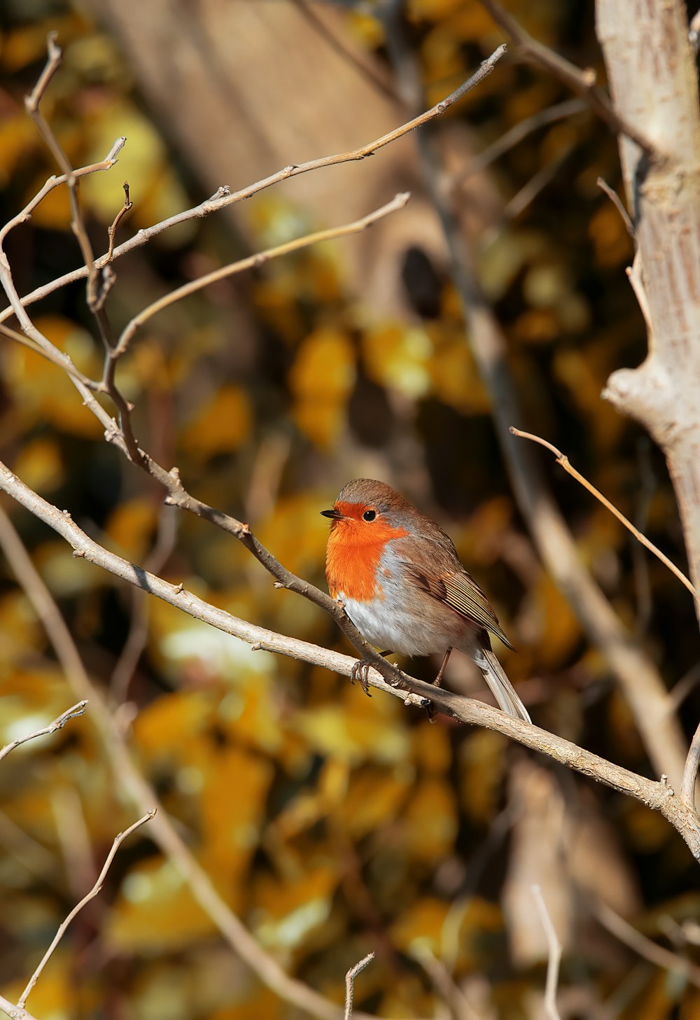 a small bird perched on top of a tree branch