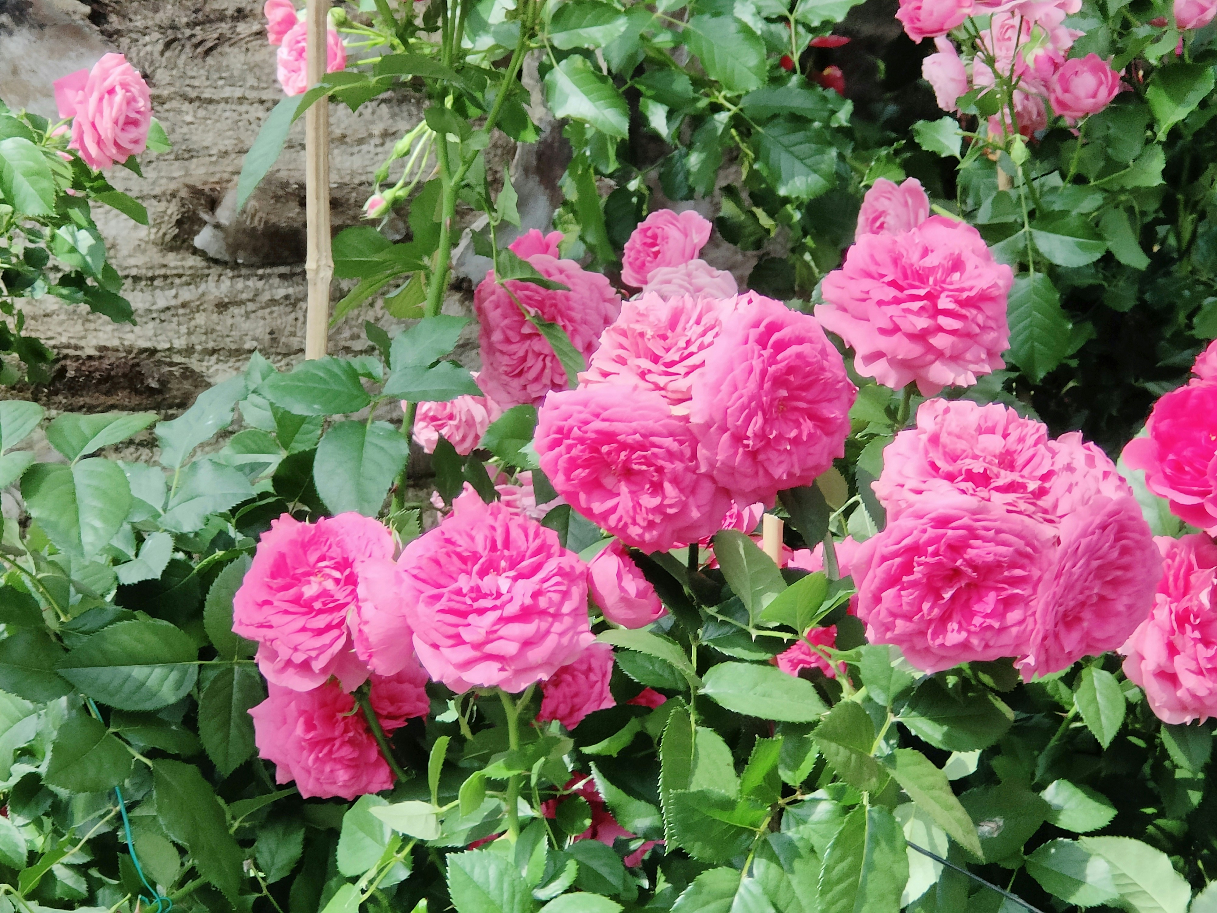 Photo by serenetan1111