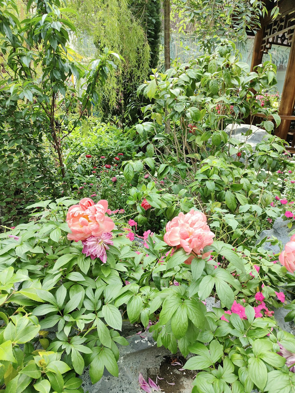 a garden filled with lots of pink flowers