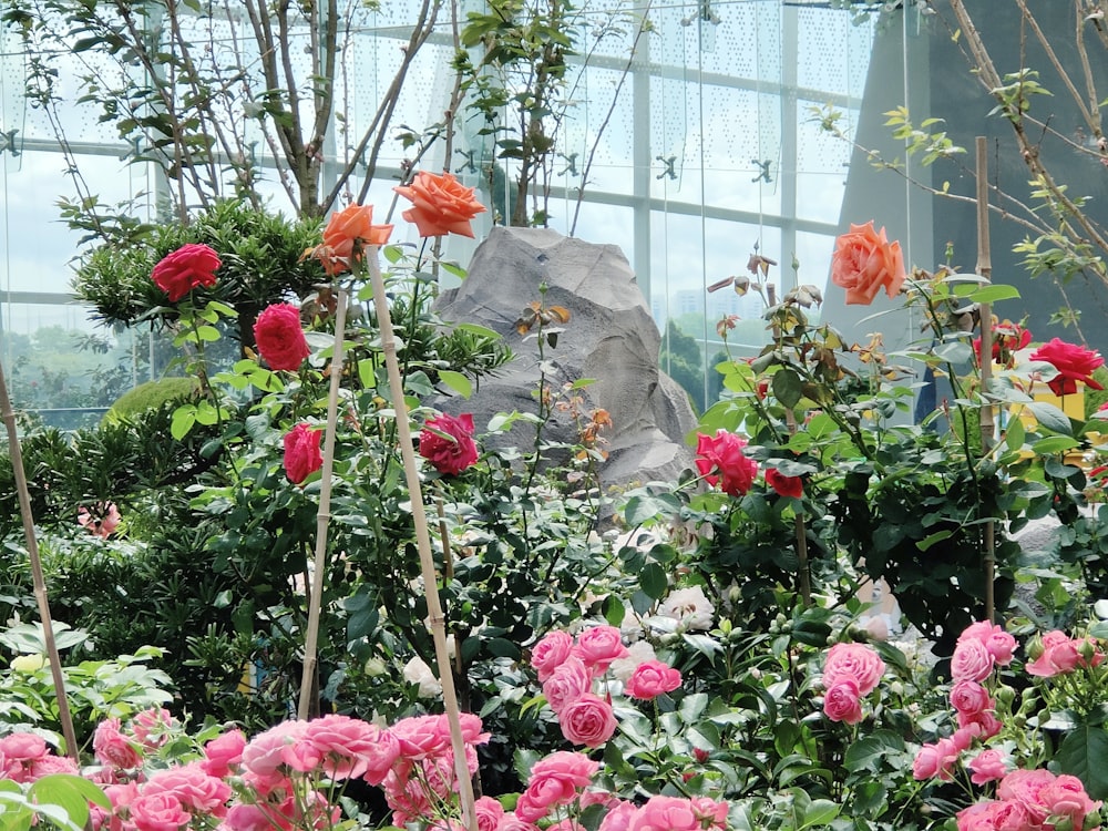 a garden filled with lots of pink flowers