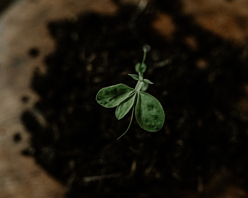 a plant sprouting out of the ground