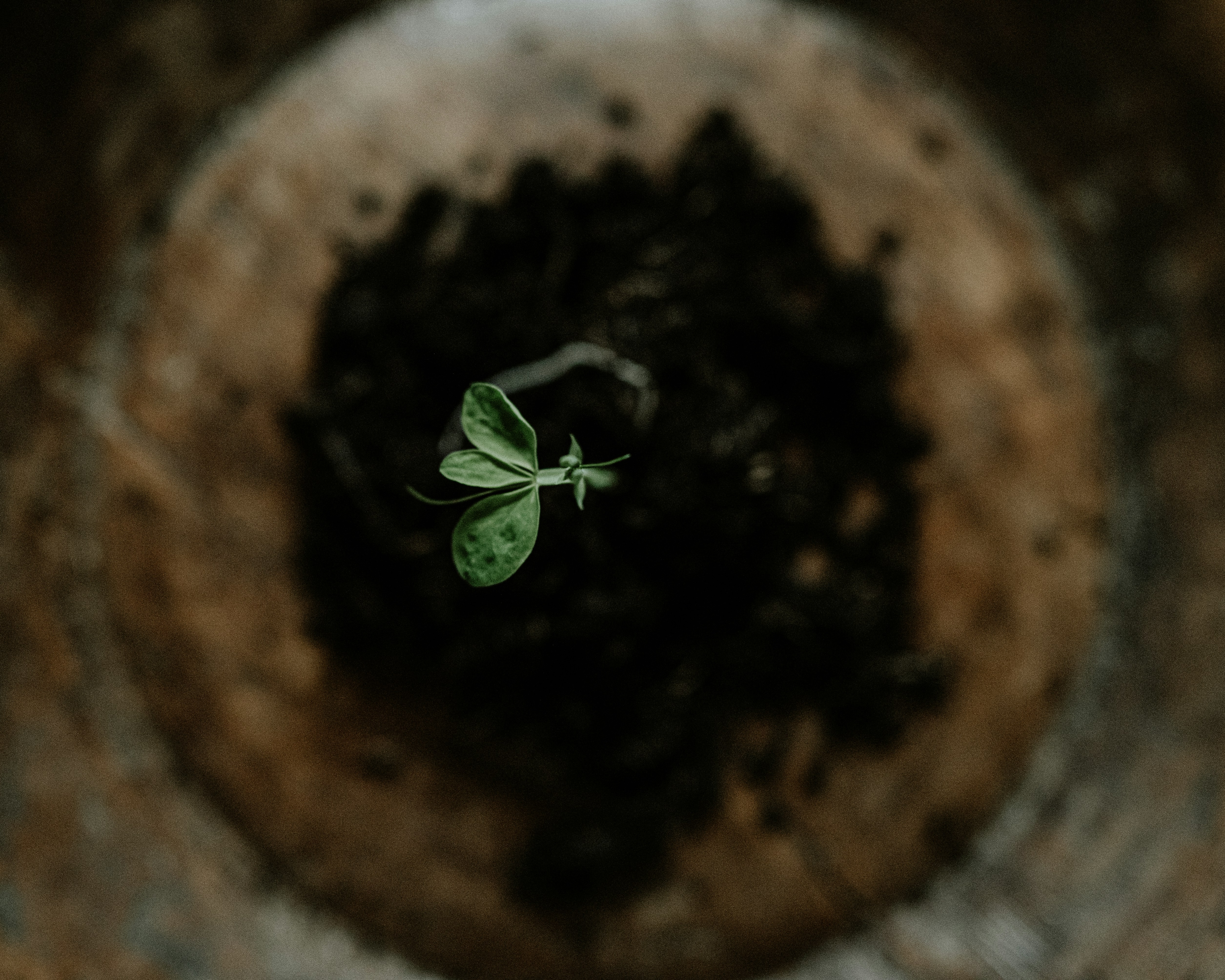 A small plant sprouting from the ground