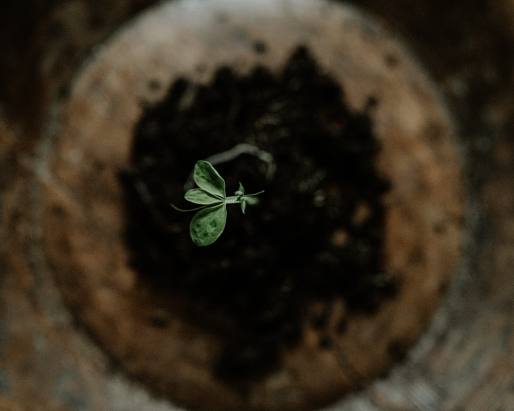 a small plant sprouting out of the ground