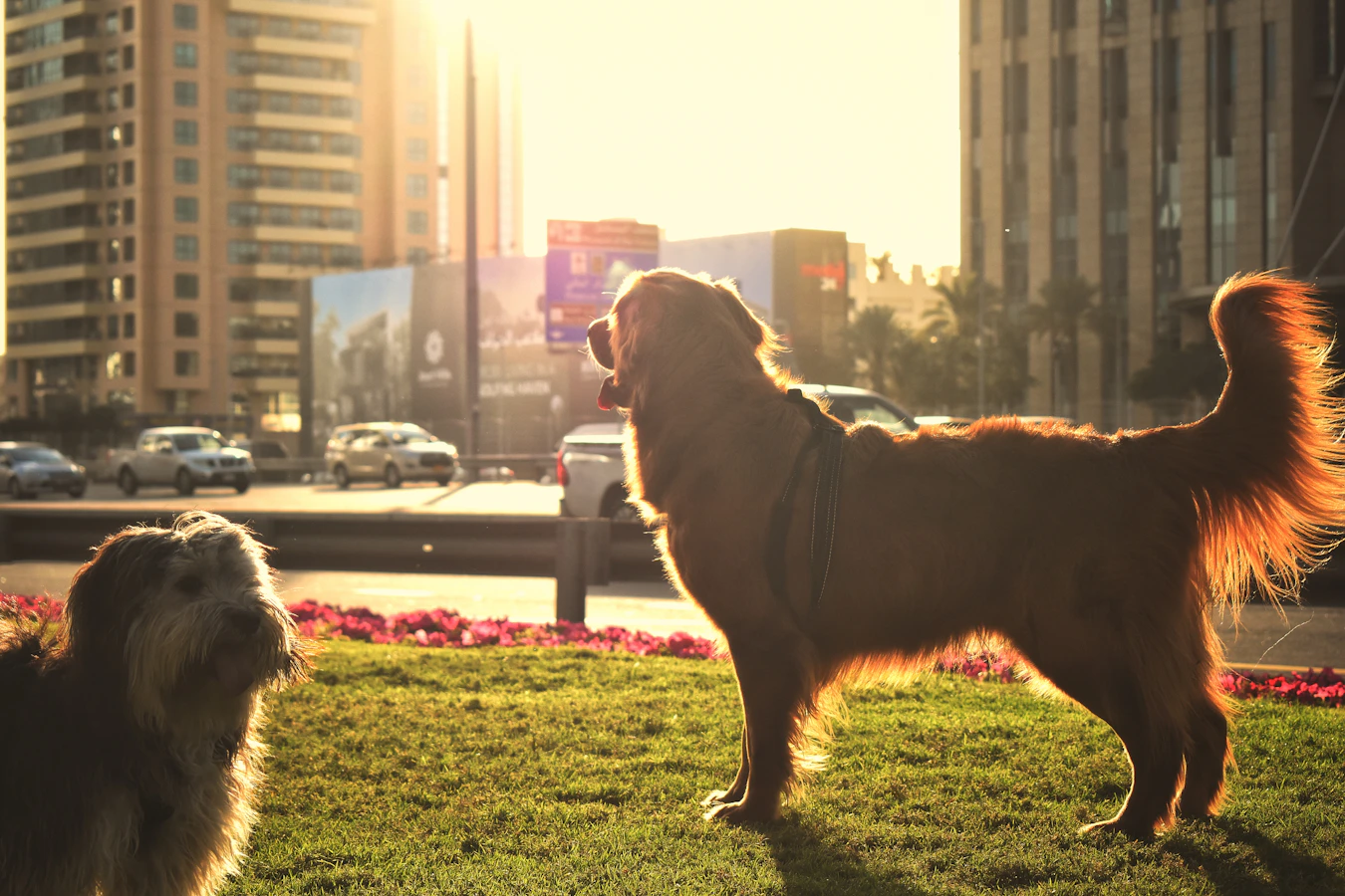 Sustainable Pet Products: How Chinese Factories Are Meeting Eco Demand