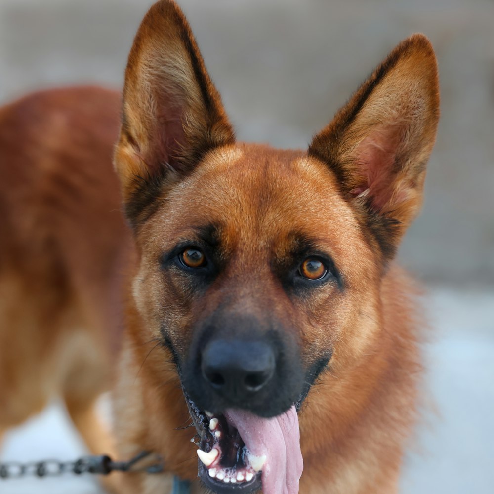 a dog with its tongue hanging out of it's mouth