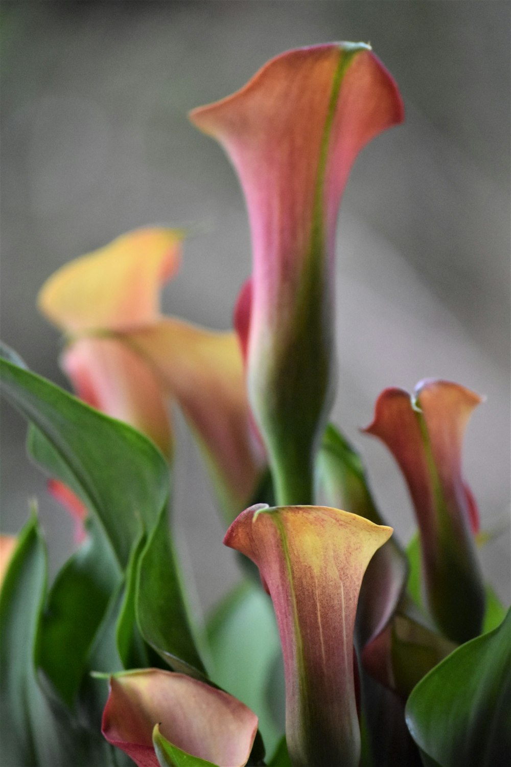 a bunch of flowers that are in a vase