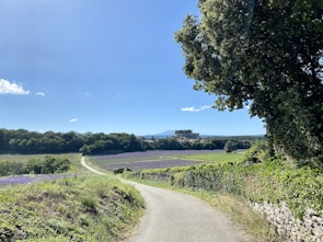 A winding path through a rural landscape bordered by lush greenery and a vibrant field of lavender. In the distance, a grand building sits atop a hill, surrounded by dense forests under a clear blue sky.