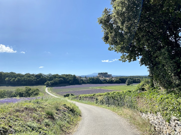 A serene landscape with a winding path through a lavender field.