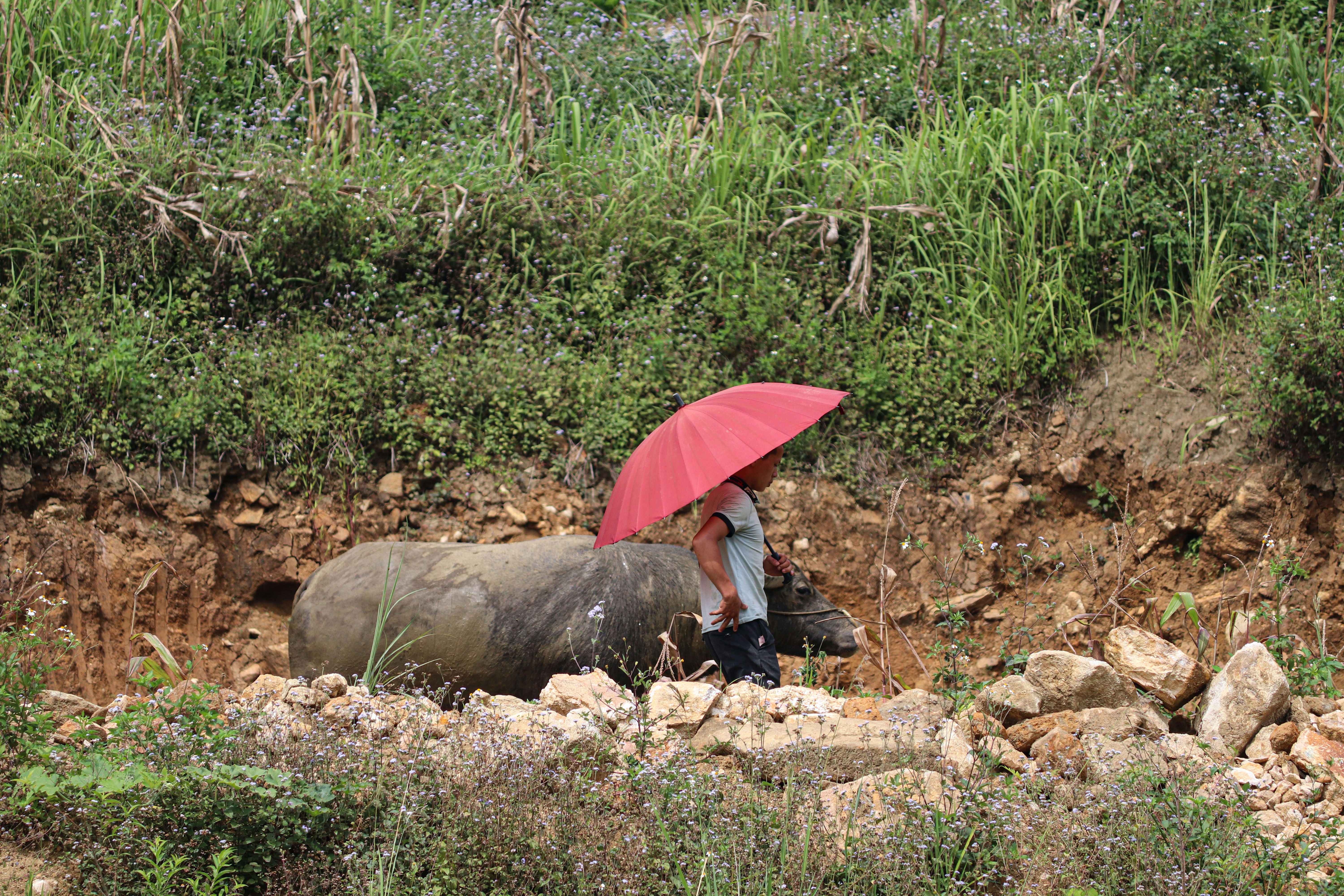 a woman with a red umbrella walks past a water buffalo, Farmer in the Sa Pa valley in the western mountains, Vietnam (July 2022)
