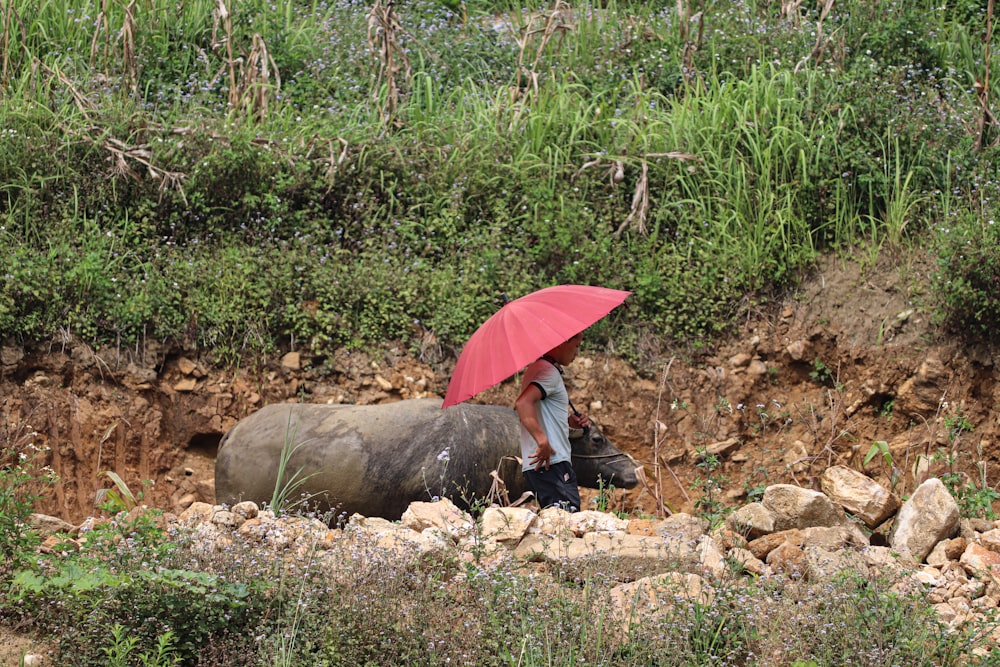 Eine Frau mit rotem Regenschirm geht an einem Wasserbüffel vorbei