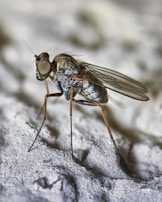 Macro shot of a wet fly with shimmering materials catching the light.