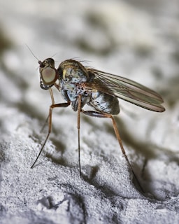 Macro shot of a wet fly with shimmering materials that mimic underwater insects.