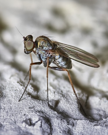 Macro shot of a wet fly with shimmering materials that mimic underwater insects.