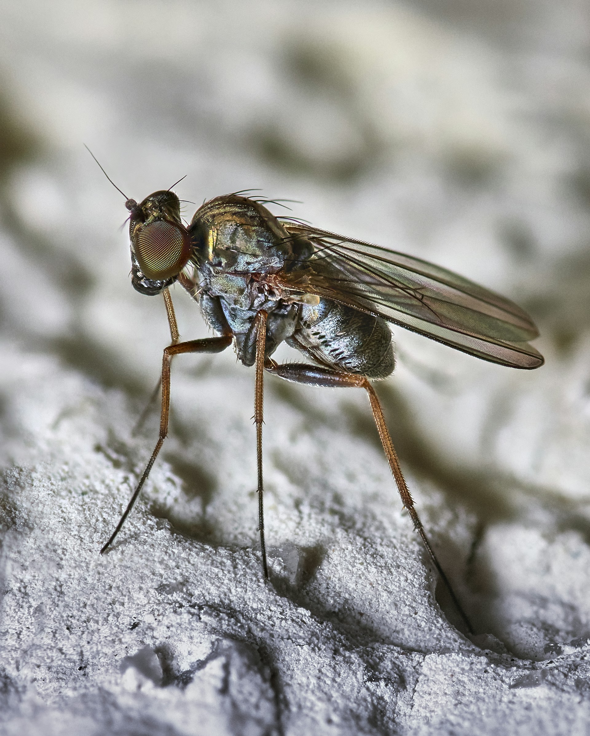 a close up of a fly on a rock