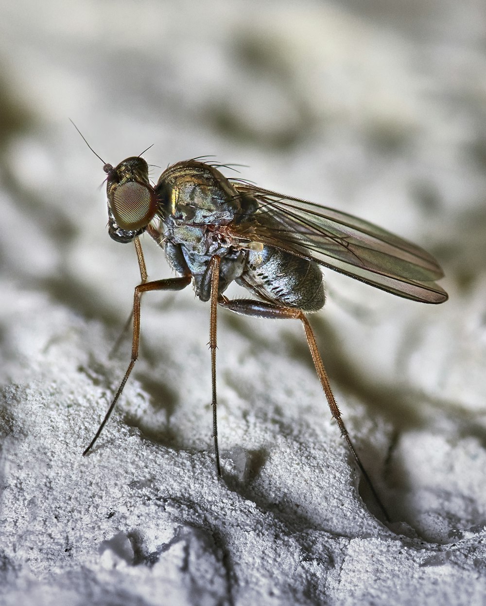 Un primo piano di una mosca su una roccia