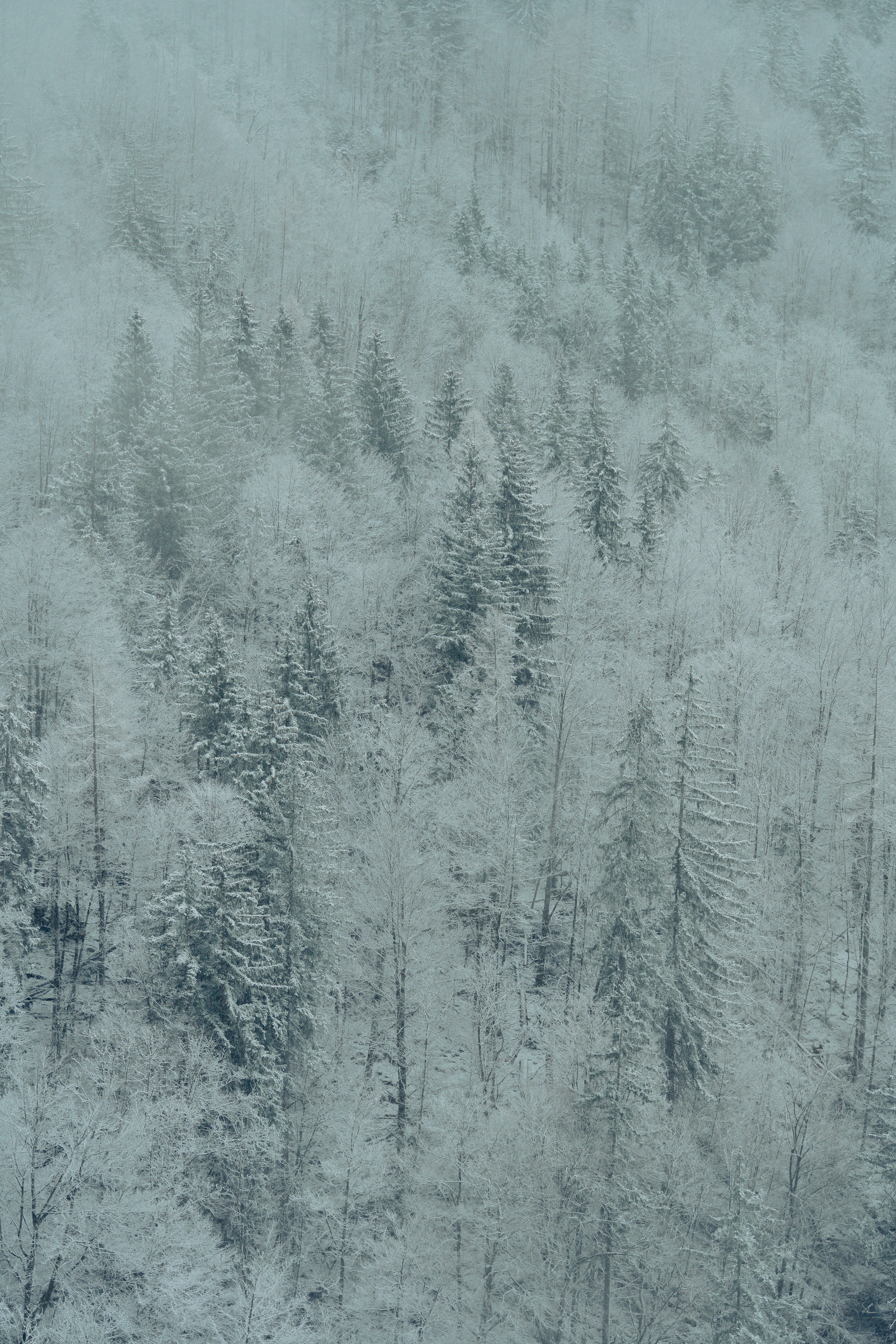 a forest covered in snow next to a forest