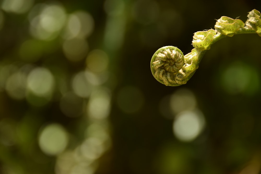 a close up of a green plant with a blurry background