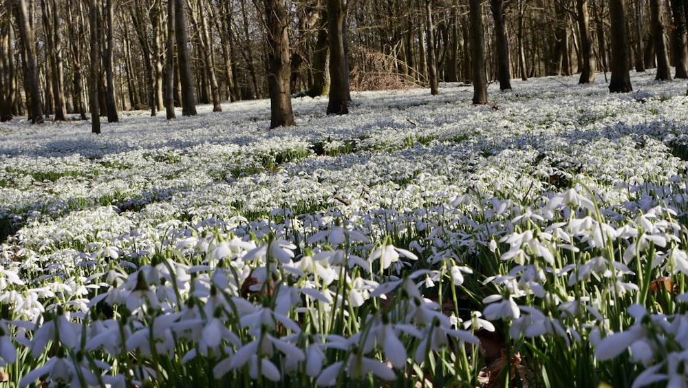a field of snowdrops in a wooded area