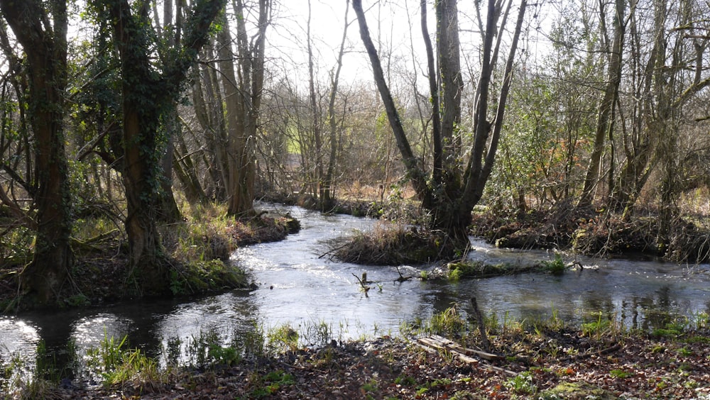 a river running through a forest filled with lots of trees