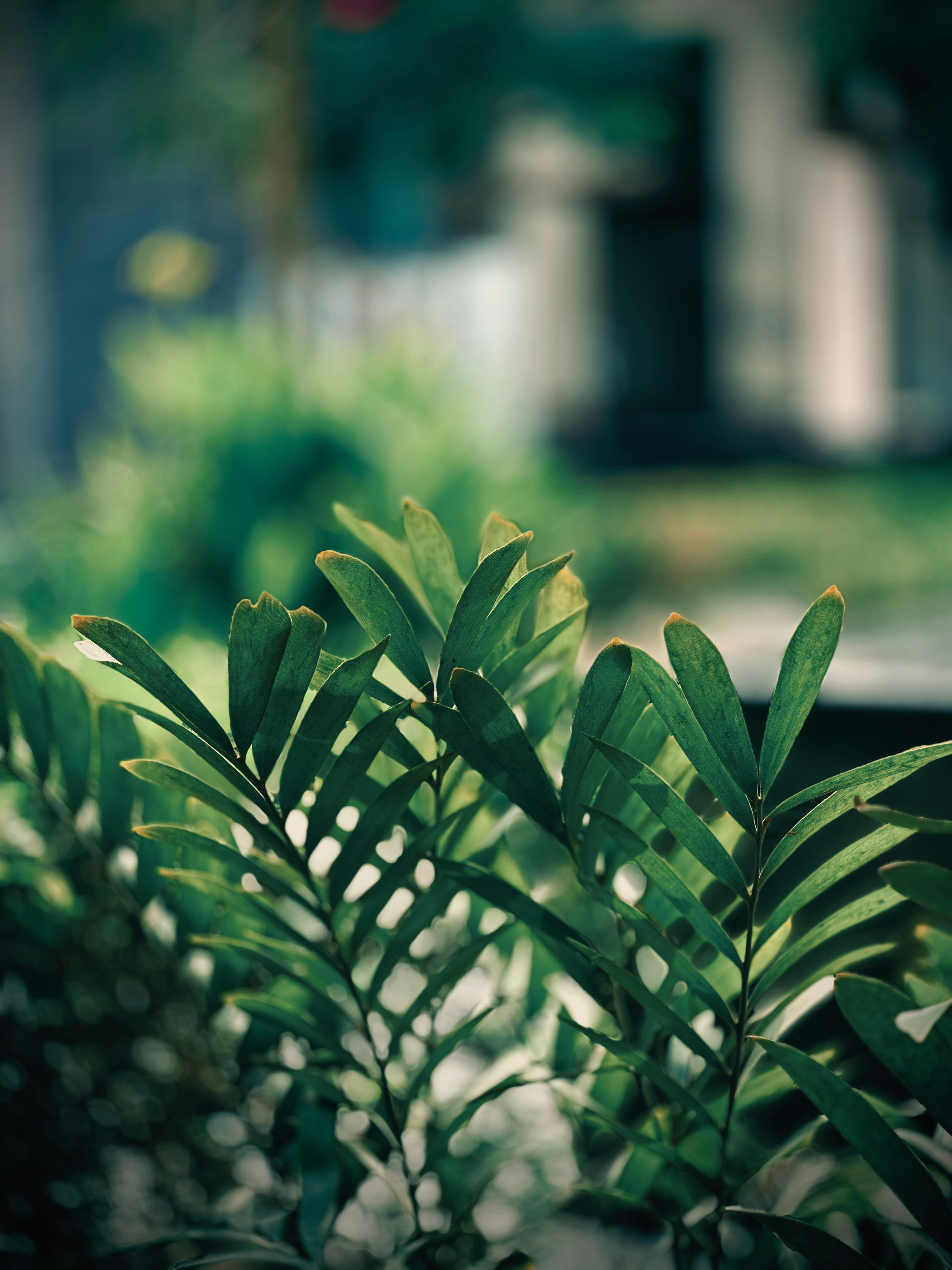 a close up of a leafy plant with a house in the background