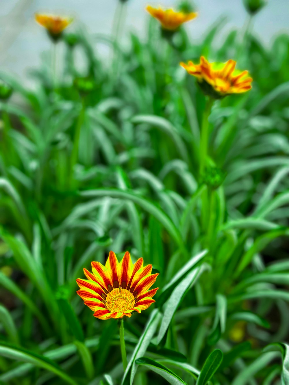 a group of yellow and red flowers in a field